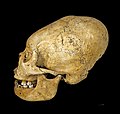 Cráneo deformado perteneciente a la cultura Nazca.