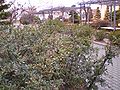 DNUE Pyracantha angustifolia winter.jpg