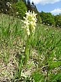 Dactylorhiza sambucina Germany - Simonswald