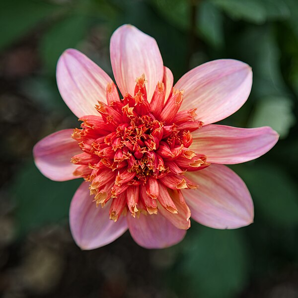 File:Dahlia Totally Tangerine Easton Lodge Gardens walled garden 01.jpg