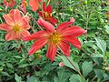 Dahlia coccinea