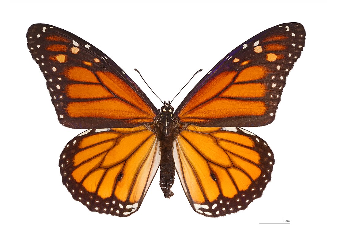 File:Danaus plexippus MHNT dos.jpg