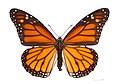 Бабочка штата: Данаида монарх