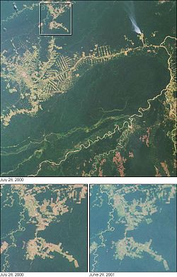 Deforestacja RioBranco.jpg