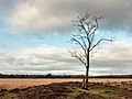 Dode berk op een met heide begroeide heuvel.