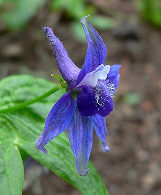 <i>Delphinium bakeri</i> Species of flowering plant