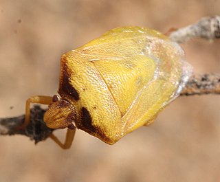 <i>Dendrocoris</i> Genus of true bugs