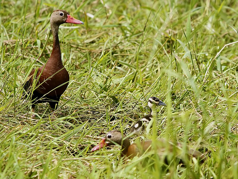 File:Dendrocygna autumnalis (with ducklings).jpg