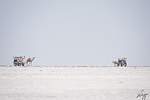 Ships of the desert tow tourists to the salt flats Desert ships on the salt flats.jpg