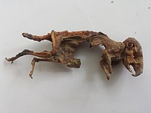 Desiccated spiny mouse (Acomys) corpse. Note the shorted tail, probably the result of a degloving injury. Dessicated spiny mouse (Acomys) right side.jpg