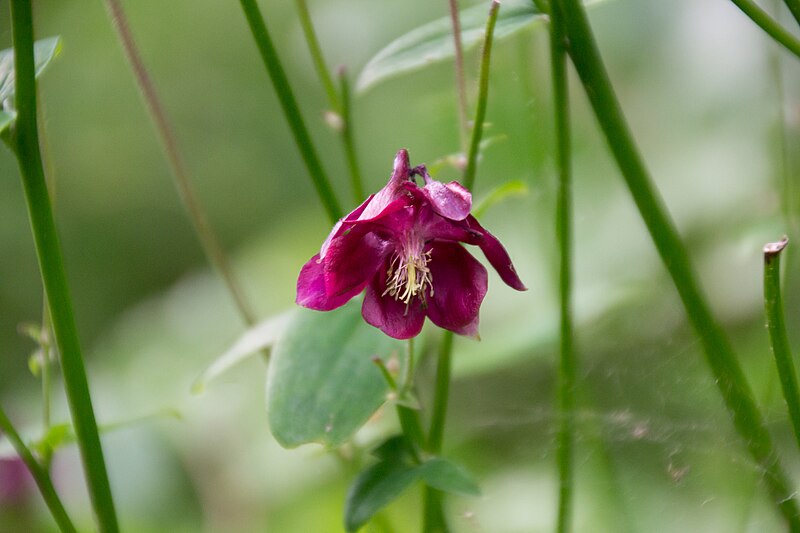 File:Detmold - 2014-06-13 - LIP-066 - Aquilegia vulgaris (08).jpg