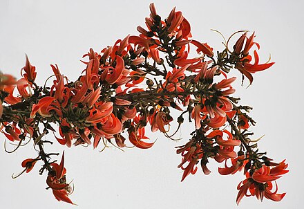 Flowers of Dhak or Palash are used to make traditional colours.