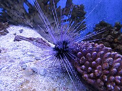 File:Diadema sp., Sea Aquarium, Bergen aan Zee, the Netherlands.jpg (Category:Diadema (Echinodermata))