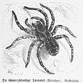 Die Gartenlaube (1879) b 695 1.jpg Die schwarzbäuchige Tarantel (Weibchen) Rückenseite
