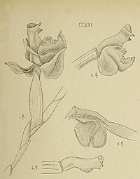 Typart Agrostophyllum javanicum