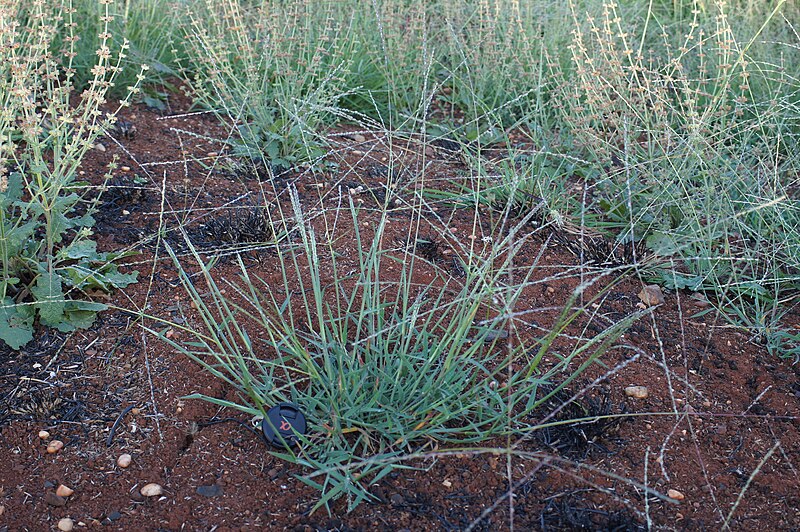 File:Digitaria divaricatissima42 plant1 - Flickr - Macleay Grass Man.jpg