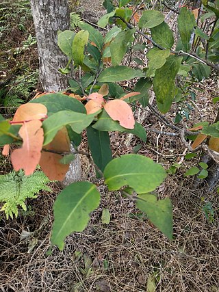 <i>Diospyros hillebrandii</i> Species of tree