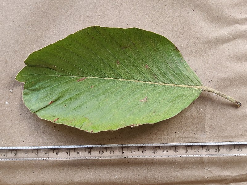 File:Dipterocarpus bourdillonii leaf upperside Anamalai Hills 05.jpg