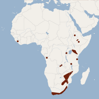 Cape hairy bat species of mammal