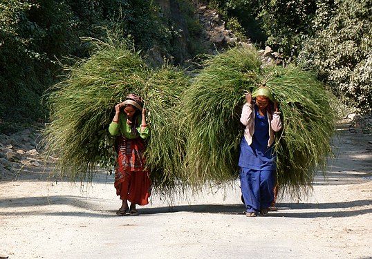 Donne indiane raccolgono fieno - Uttarakhand India