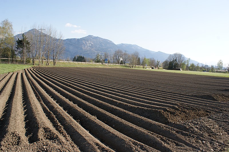 File:Dornbirn-fresh potato field-02ASD.jpg