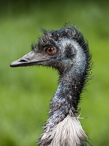 Dromaius novaehollandiae (Emu)