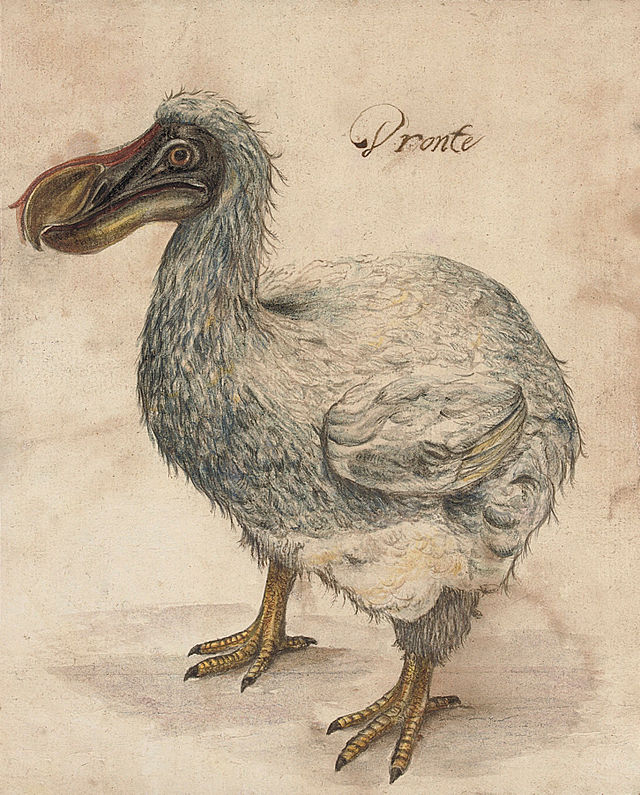 איור של הדודו האפור מהמאה ה-17. הדודו האפור הוא עוף שחי באי מאוריציוס שבאוקיינוס ההודי ונכחד בשנת 1681.