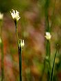 Rhynchospora alba w rezerwacie Dury, Wdecki Park Krajobrazowy