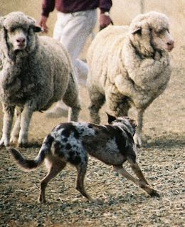 A Red Merle short coat blocking sheep Dylan Small Web view.jpg