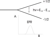 EPR fission