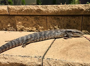 Eastern blue-tongued lizard - Tiliqua scincoides scincoides - 7.jpg