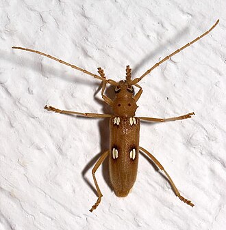 The ivory-marked beetle, Eburia quadrigeminata, may live up to 40 years inside the hardwoods on which the larva feeds. Eburia quadrigeminata.jpg