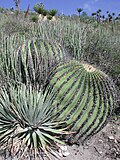 Miniatura para Echinocactus platyacanthus