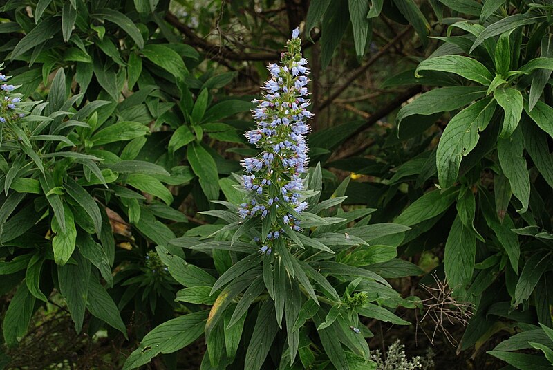 File:Echium callithyrsum (gran canaria).JPG