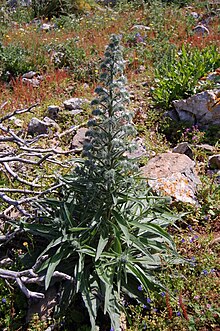 Echium italicum 0008.JPG