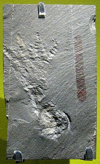 <i>Echmatocrinus</i> Extinct genus of marine invertebrates