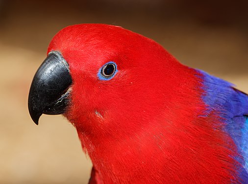 Eclectus roratus