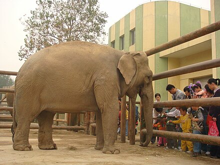 Elephant present. Слоны в зоопарке. Индийский слон в зоопарке. Слон настоящий. Jinan Zoo Цзинань.