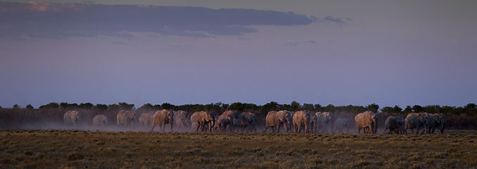 Loxodonta africana (African Bush Elephant)