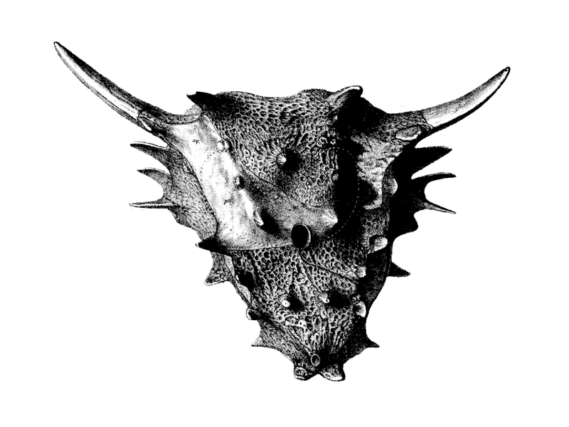 File:Elginia mirabilis skull 1893.png