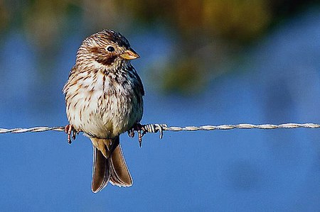 Tập_tin:Emberiza_calandra.jpg