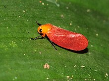 Eoscarta borealis.jpg