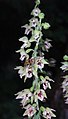 Epipactis × reinekei flowers Germany - Hohenlohe