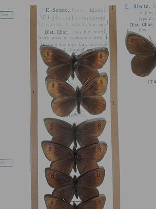 <span class="mw-page-title-main">Larche ringlet</span> Species of butterfly