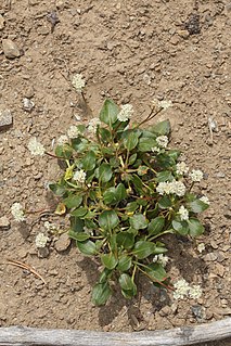 <i>Eriogonum pyrolifolium</i> Species of wild buckwheat