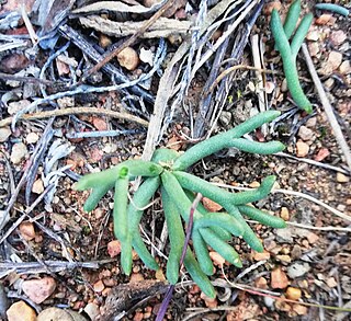 <i>Eriospermum bowieanum</i> Species of flowering plant