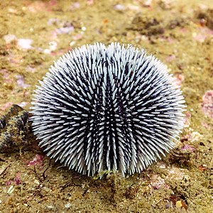 Erizo de mar violáceo (Sphaerechinus granularis), Parque natural de la Arrábida, Portugal, 2021-09-10, DD 49