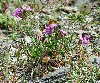 <i>Erysimum baeticum</i> Species of flowering plant