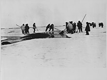 Locals harpooning a whale from ice floes near Point Barrow, Alaska, in 1935. A whale hunt from boats was depicted in the film Eskimo. Eskimos harpooning a whale, Point Barrow, Alaska, 1935. - NARA.jpg