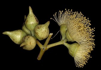 flowers and buds Eucalyptus oxymitra buds.jpg